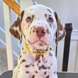 Dalmatian Puppies from Spotted Theory