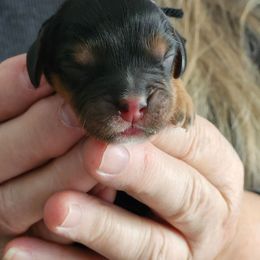 Clark - Black and tan male Cavalier King Charles Spaniel puppy in Waterloo, Iowa from Muddy Paws Cavaliers