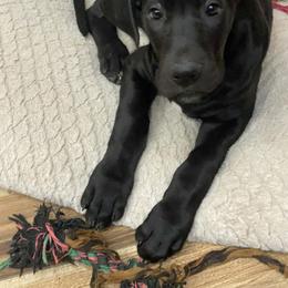 Betty - Black female Great Dane puppy in Durango, Iowa from Robin's Great Danes
