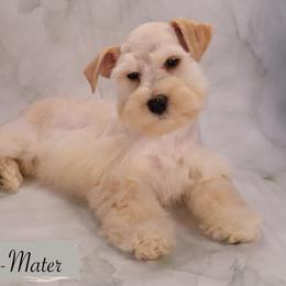 Miniature Schnauzer and Poodle Puppies from Crystal Rose Canines