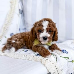 Peter Pan - Olive collar boy - Red male Cavapoo puppy in Melbourne, Florida from Space Coast Doodle Co.