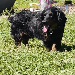 Dachshund puppies from Southern Charm Kennels
