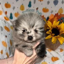 Oakley - Blue merle female Pomeranian puppy in Zavalla, Texas from Precious Puff Poms
