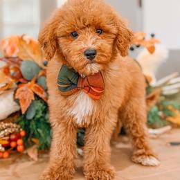 Cash - Red  male Goldendoodle puppy in Iola, Texas from Supreme Doodles of Texas