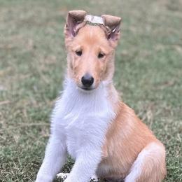 Collies from Storeybrooke Collies