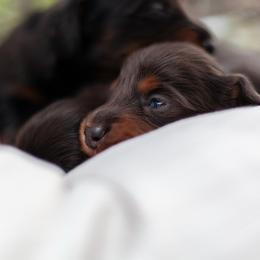 Violet - Black and tan female Dachshund puppy in Perry, Florida from EntityDachs
