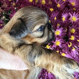 King Kandy - Red male Shih Tzu puppy in Russellville, Kentucky from The Patriot Tzu