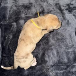 Yellow collar - Merle female Great Dane puppy in Loris, South Carolina from Days Danes