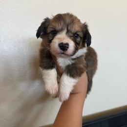 Recess - White and red male Pembroke Welsh Corgi puppy in Red Bluff, California from Wilder Ranch Corgis
