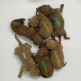 Goldendoodle Puppies from Bear Ridge Doodles