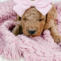 Shmi - Red female Bernedoodle puppy in Otisville, Michigan from Danie’s Darling Doodles LLC