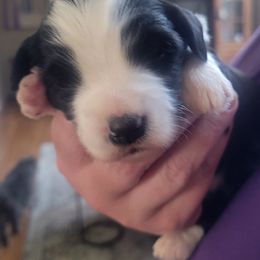 Boy 2 - male Tibetan Terrier puppy in Jerseyville, Illinois from Dzine Tibetan Terriers