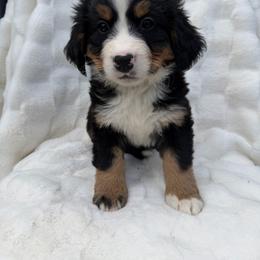 Rama - Black rust and white male Bernese Mountain Dog puppy in Carroll County, Virginia from Blue Ridge Bernese