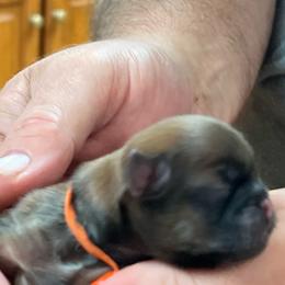 Mash - Liver male Shih Tzu puppy in Bloomfield, Indiana from Meihem Pups