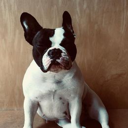 Ella - French Bulldog