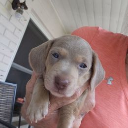 Princess - Chocolate and cream female Dachshund puppy in Sarasota County, Florida from Donna's Mini Joys