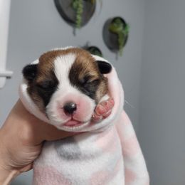 American Corgi and Pembroke Welsh Corgi Puppies from Casa Del Corgi