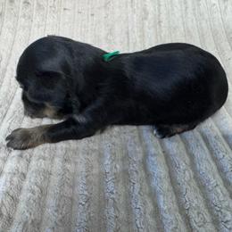 Milo-Green - Black and tan male Yorkshire Terrier puppy in Lampasas, Texas from Lone Star Yorkies Texas