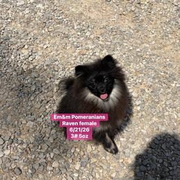 Raven--3000 pet only--no breeding - Black and tan female Pomeranian puppy in Kentucky from Em&M Pomeranians