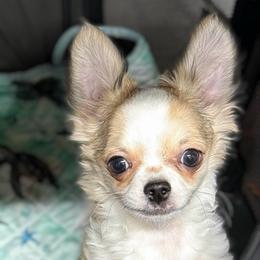 Gordie - Sable spotted white male Chihuahua puppy in Bucks County, Pennsylvania from Sweet Bean Chihuahuas