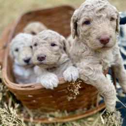 Labradoodle puppies from Bigfoot Doodles