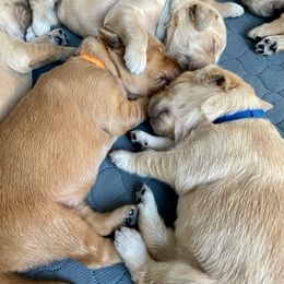 Golden Retriever Puppies from Retrieving Goldens