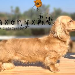 Banksy - Dachshund