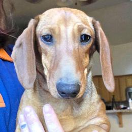 Callie - Dachshund