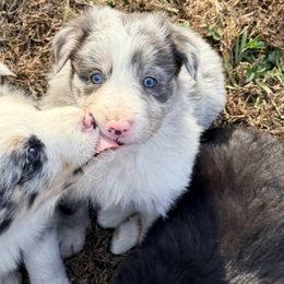 Tripp - Slate merle male Border Collie puppy in Cedartown, Georgia from Ferguson Border Collies