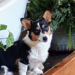 American Corgis from Cowgirlz Corgi’s