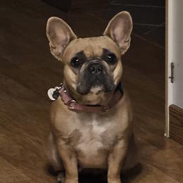 Maddie - French Bulldog
