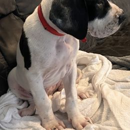 Great Dane Puppies from Blackmon Family Danes