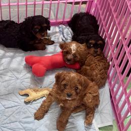 Cavapoo puppies from Hunter's Puppies
