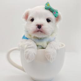 Korean Polar - White male Maltese puppy in Barren Springs, Virginia from Seeking Shalom Acres Maltese, Maltipoos & Havamalts