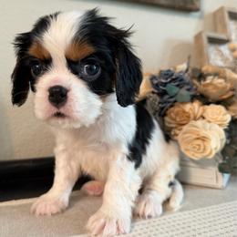 Lenny - Tri-color male Cavalier King Charles Spaniel puppy in Kidder, South Dakota from Continental Cavaliers