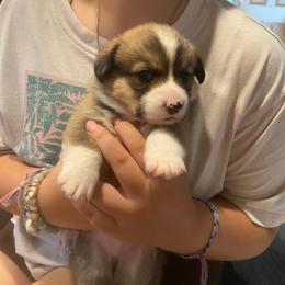 Stewart - Sable male Pembroke Welsh Corgi puppy in New Richmond, Wisconsin from 10 Mile Creek Farms
