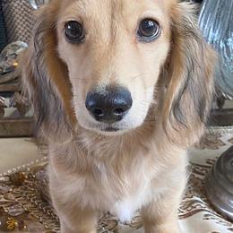 Diesel - Dachshund