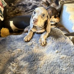 Sandy - Fawn (Isabella) female Dachshund puppy in Salem, Oregon from Ide's of March Dachshunds