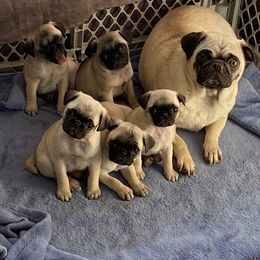 Pug Puppies from Oakcreek Farm