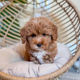 Tucson - Red  male Goldendoodle puppy in Jackson, Tennessee from Doodlebug Farms