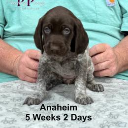Anaheim - Liver and white female German Shorthaired Pointer puppy in Columbus, Nebraska from Prancy Pawz