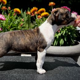 Girl 1 - Red brindle female American Staffordshire Terrier puppy in New Bedford, Massachusetts from Tradewind American Staffordshire Terriers