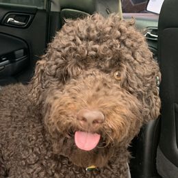 Roca - Australian Labradoodle
