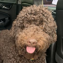 Roca - Australian Labradoodle