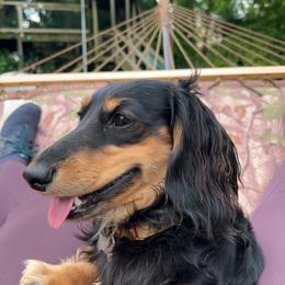 Anubis - Dachshund