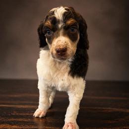 Kenickie - Parti male Poodle puppy in Washington, Pennsylvania from Patriotic Poodles