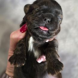Rocky - Chocolate and tan male Shih Tzu puppy in Ronda, North Carolina from Willow River