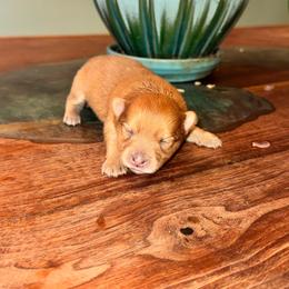 Girl c - Red female Pomeranian puppy in Knoxville, Tennessee from Thea's Puppies