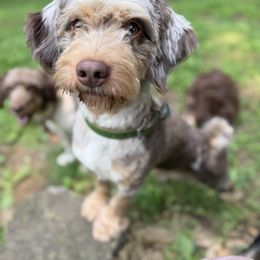 Aussiedoodle puppies from Leafy Acre Mini Farm