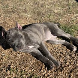Spice - Gray brindle female Cane Corso puppy in Briggs, Texas from Capital City Corso’s
